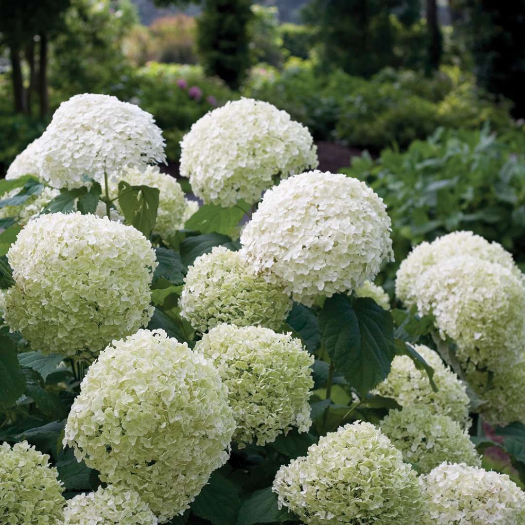 All